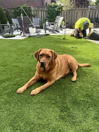 Pet-friendly turf in a real dog activity space
