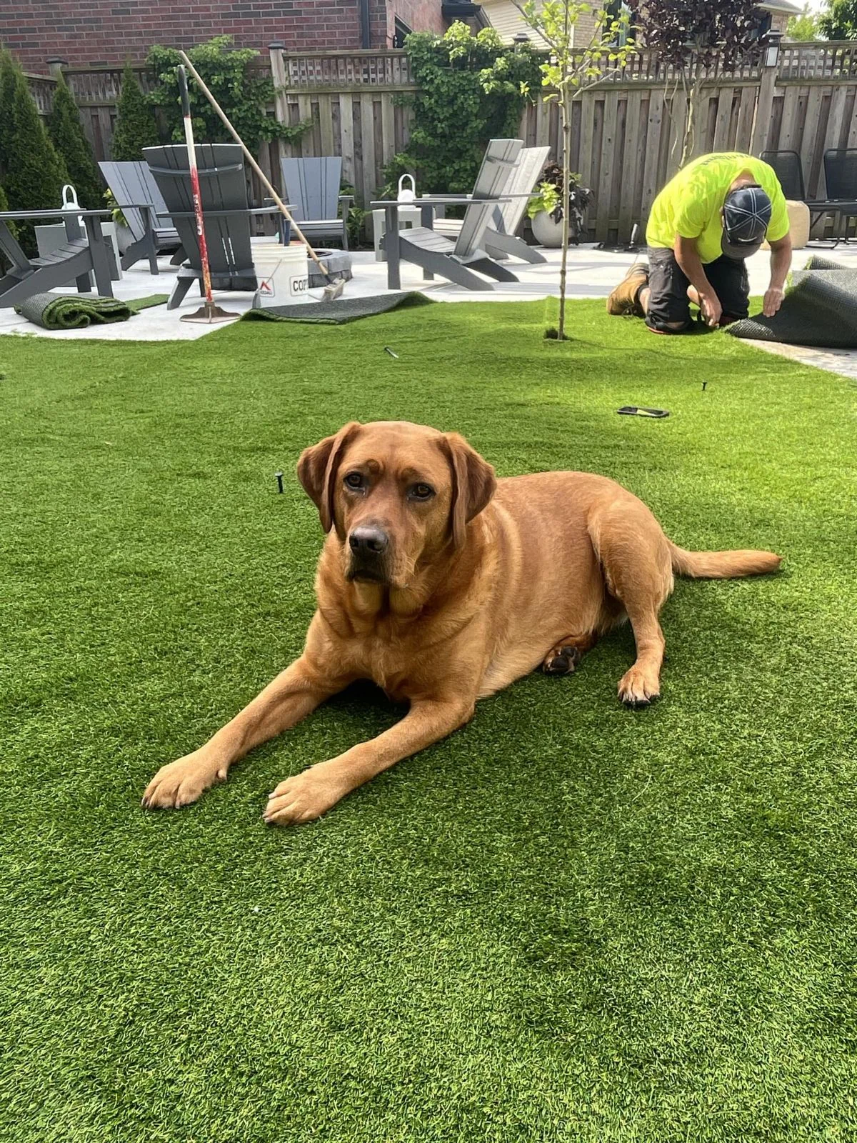 Cleaner pet spaces project photo 3